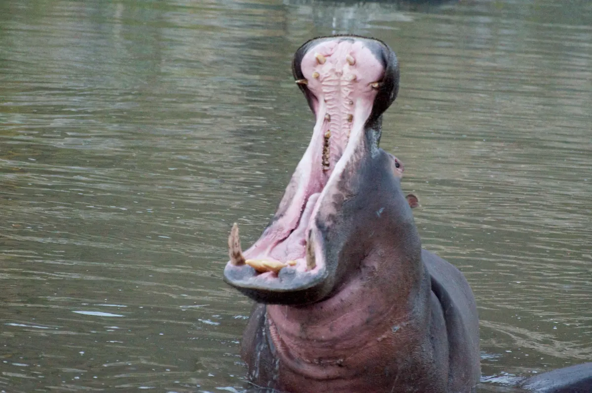 Close-up of a hippopotamus opening its wide mouth