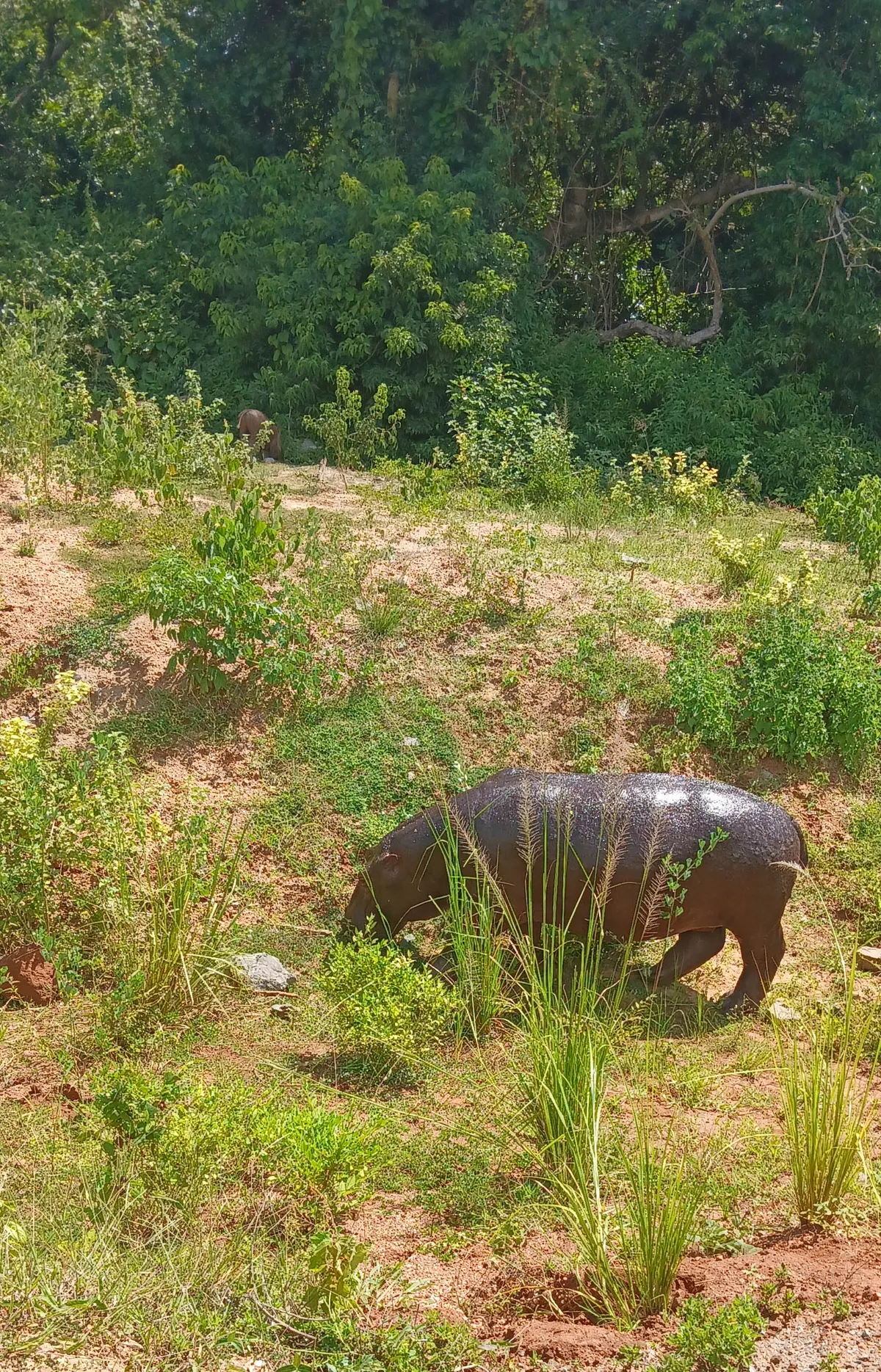 Hippopotamus feeding on vegetation near water