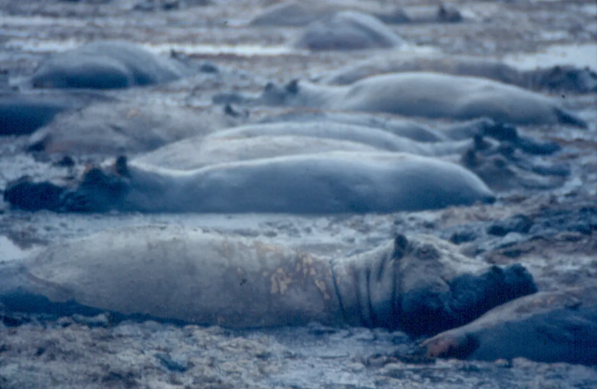 Hippos gathered together in a river pod