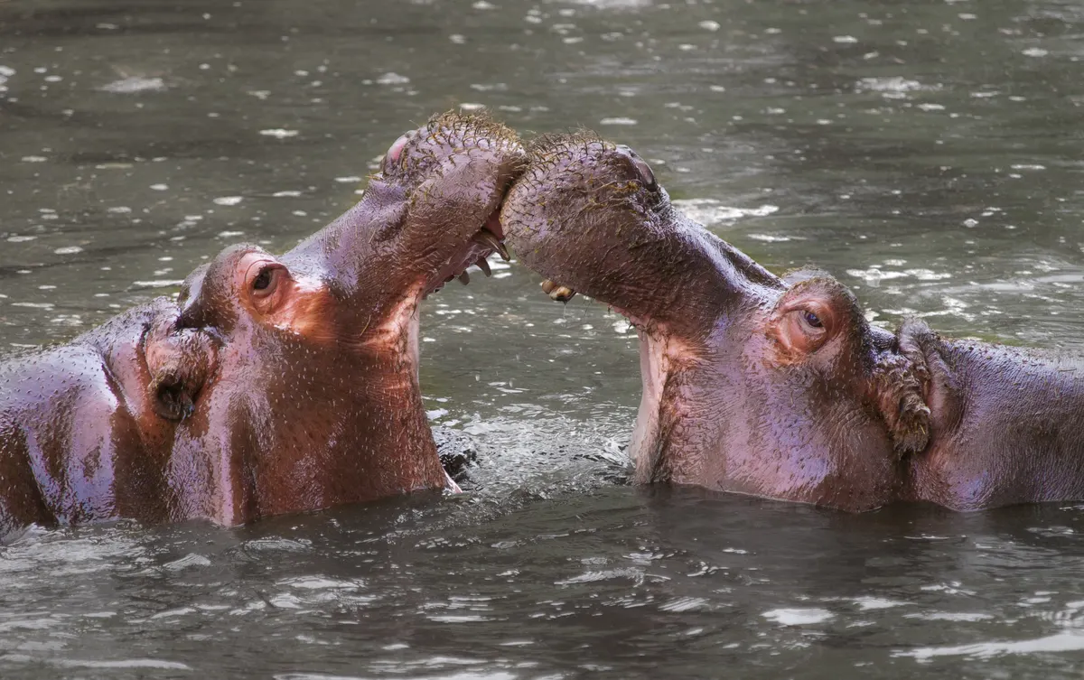 Hippopotamus on land showing its heavy body and short legs