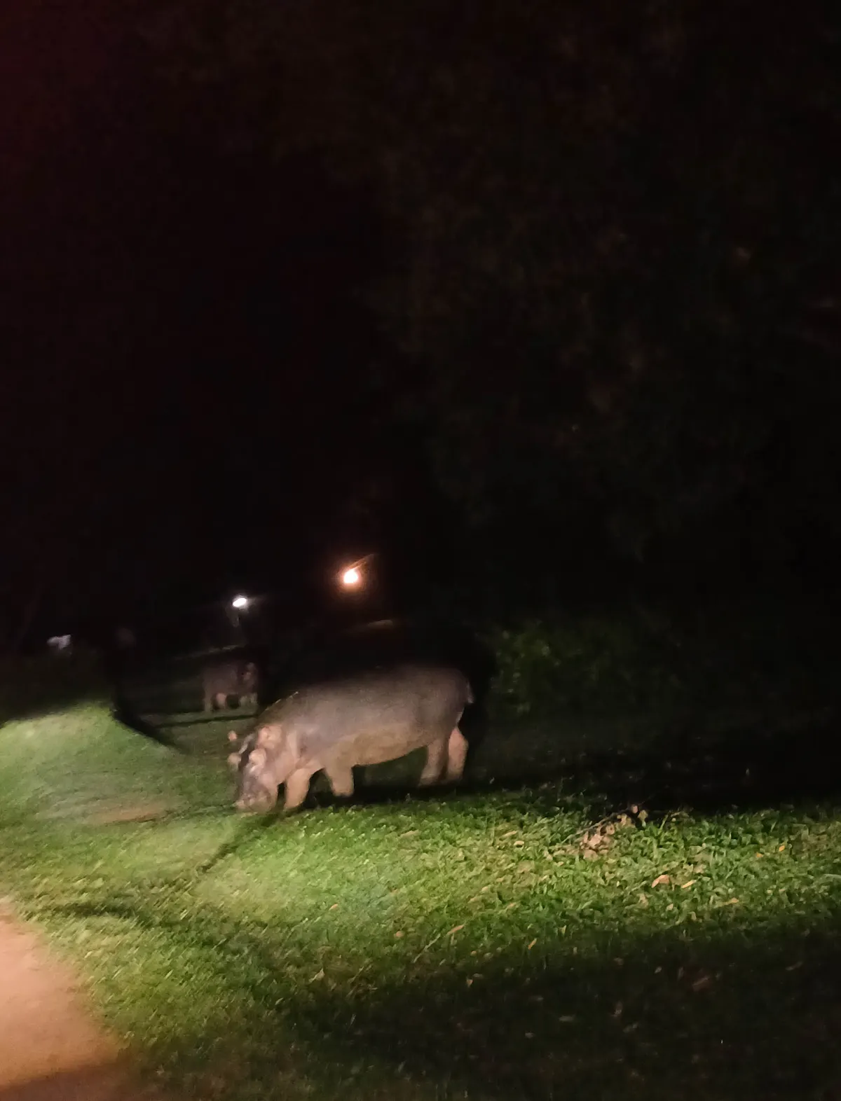 Hippopotamus grazing on grass at night near water