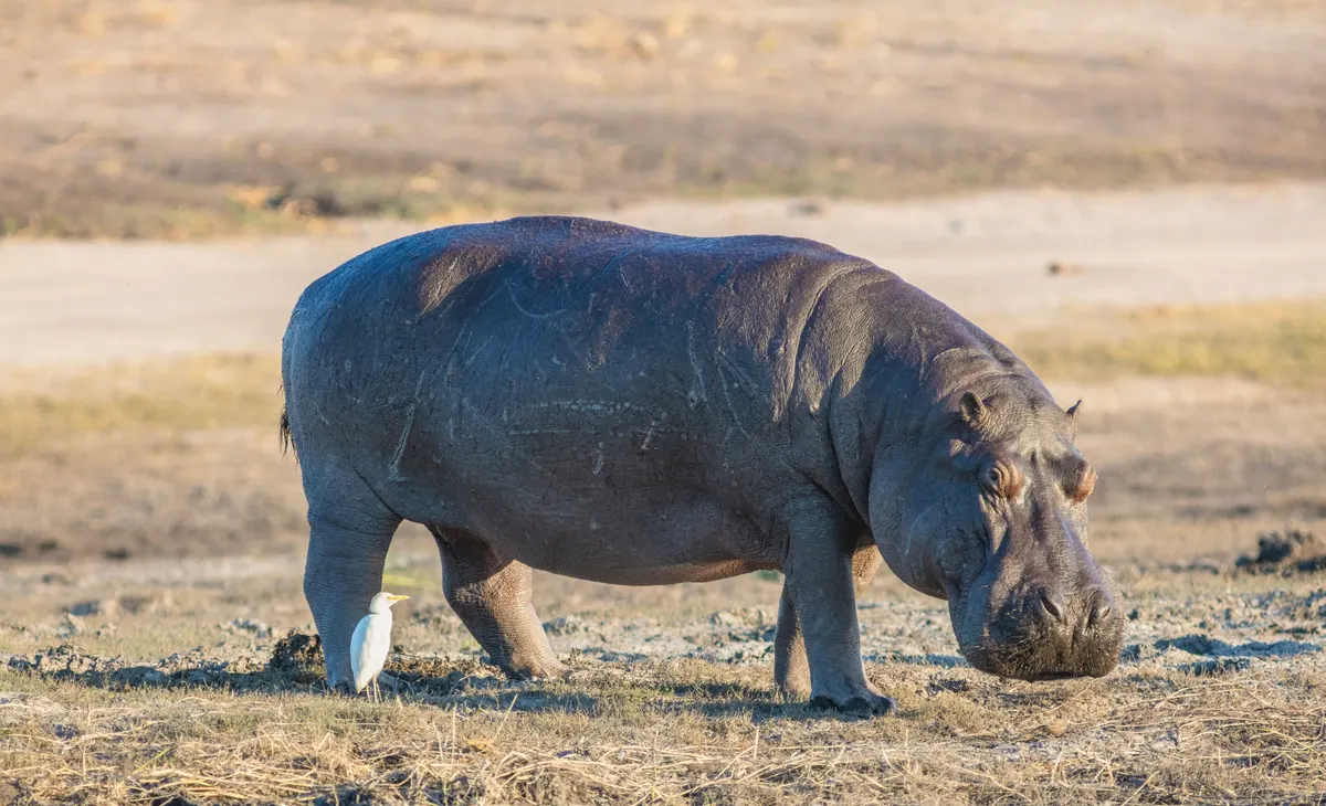 Hippopotamus family group in shallow river water