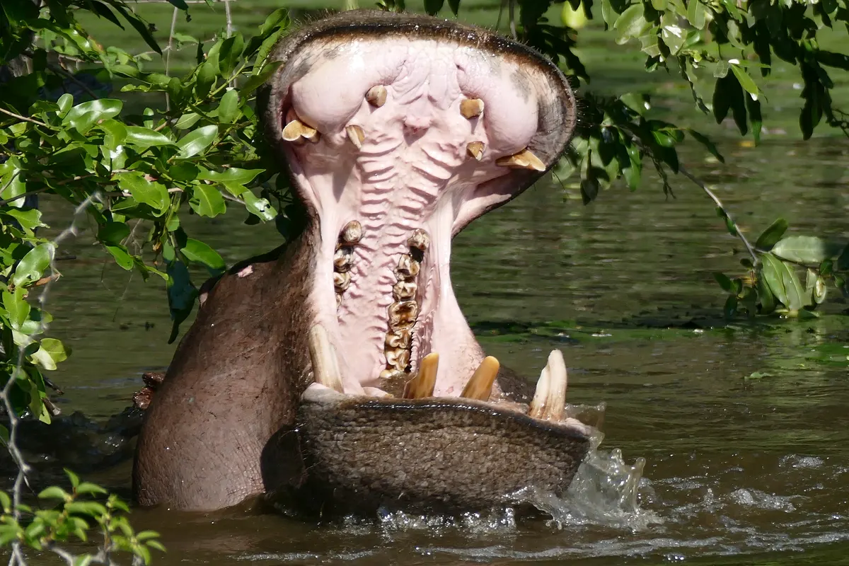 Hippopotamus yawning to show its enormous open mouth