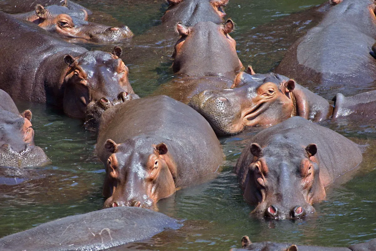 Group of hippos resting together in river water