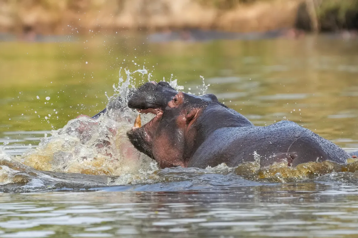 Two large hippos showing their massive size in the water