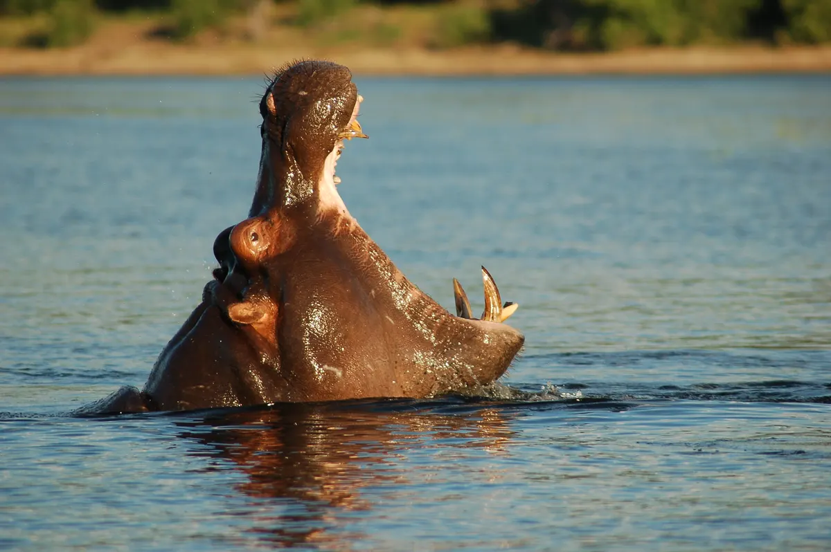 River landscape where hippos live in southern Africa
