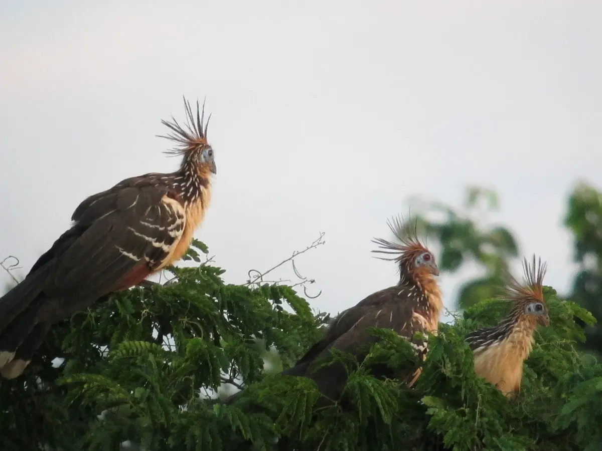 Hoatzin nest view displaying dense branch structure over water