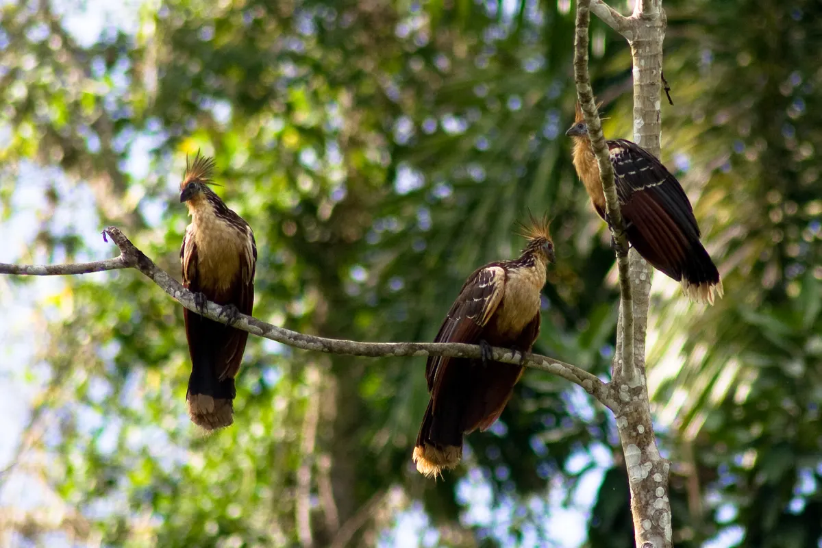 Intimate close-up of a hoatzin's bright blue facial skin, maroon eyes, and spiky crest