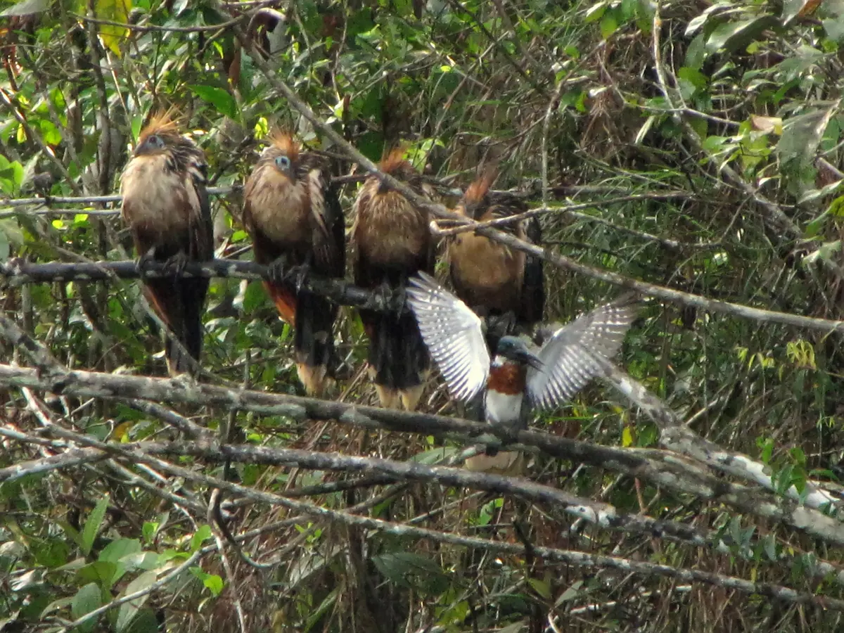 An adolescent hoatzin sharing a branch near an Amazonian riverbank