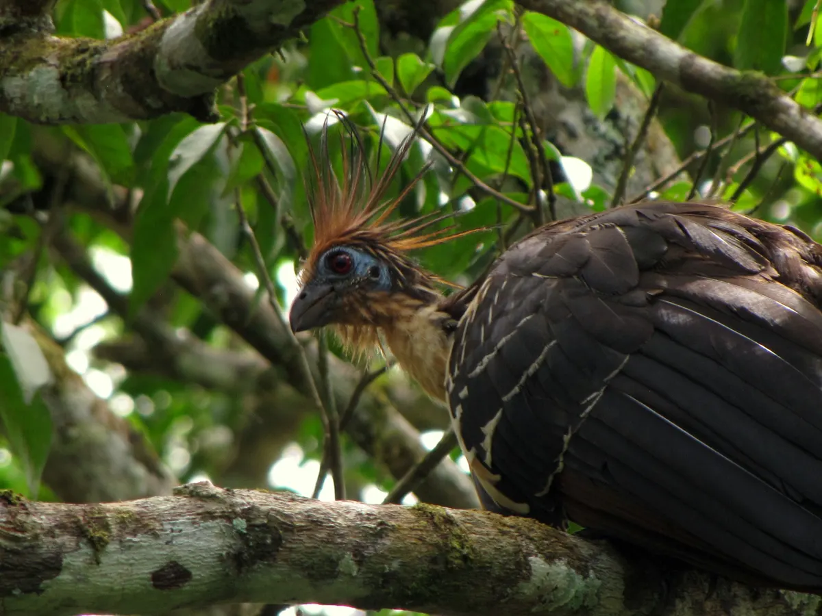 Hoatzin foraging for young tender leaves in the upper branches