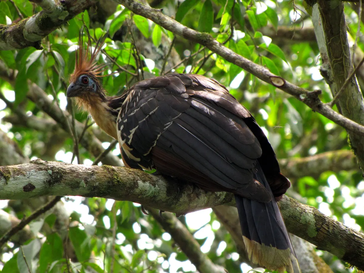 Hoatzin perched attentively in the high canopy of Colombia