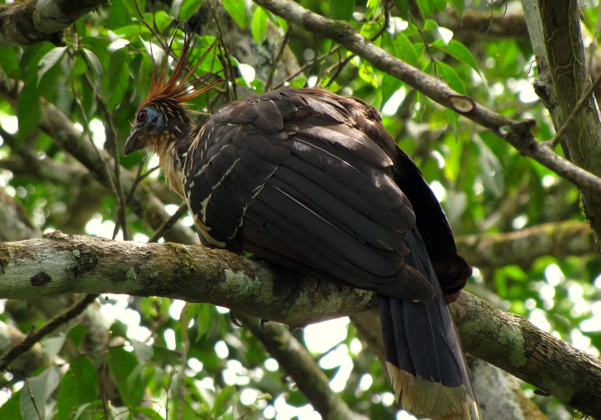 Beautiful hoatzin sitting gracefully amidst rich Colombian foliage