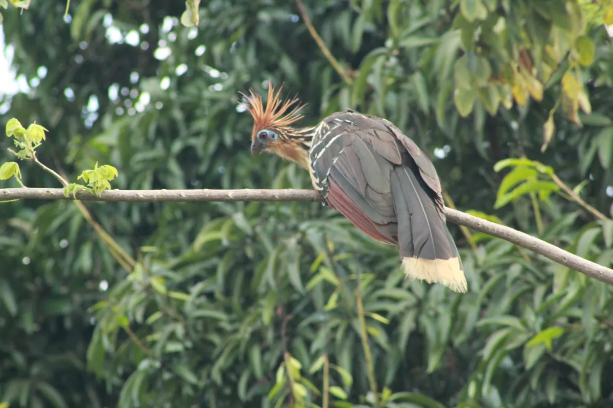 Hoatzin actively feeding on lush green tree leaves in Colombia