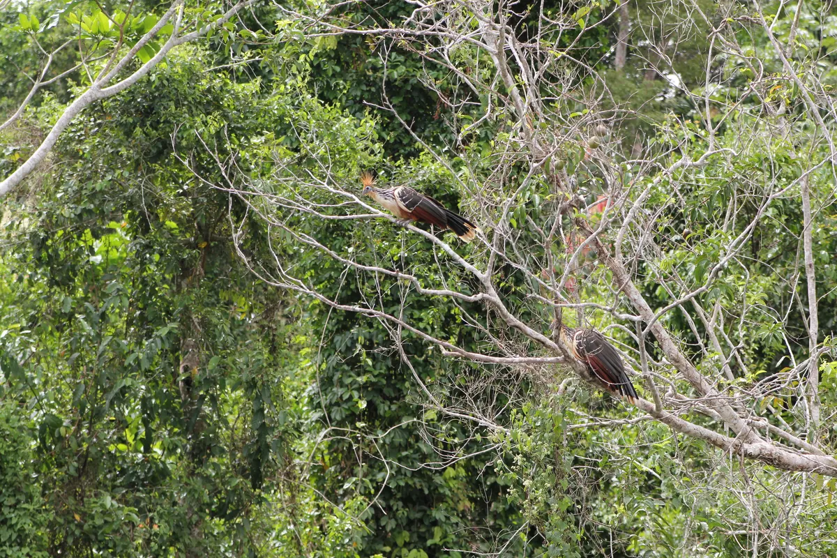 A social group of hoatzins perching together in the high canopy of Manu National Park