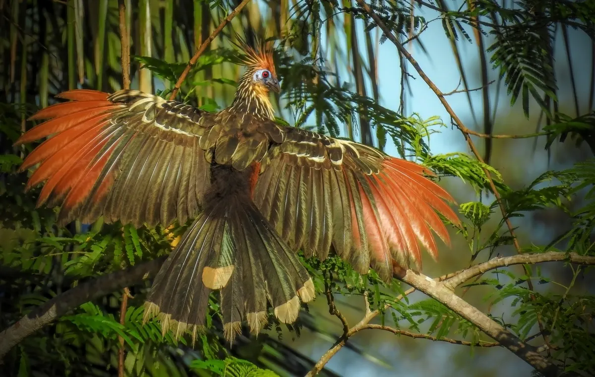 Hoatzin displaying its extraordinary wings and spiky crown feathers