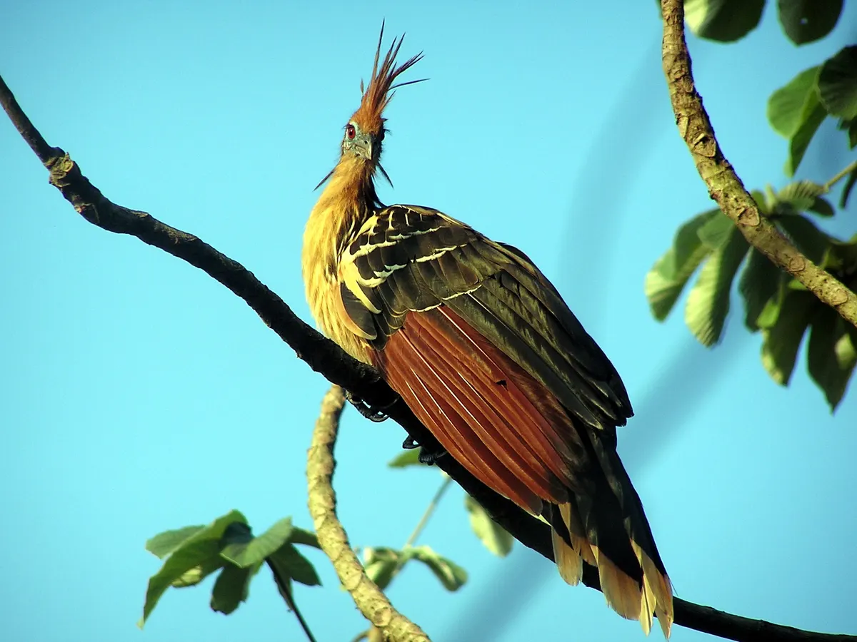 Hoatzin perched gracefully in the dense overhanging vegetation of the Beni River