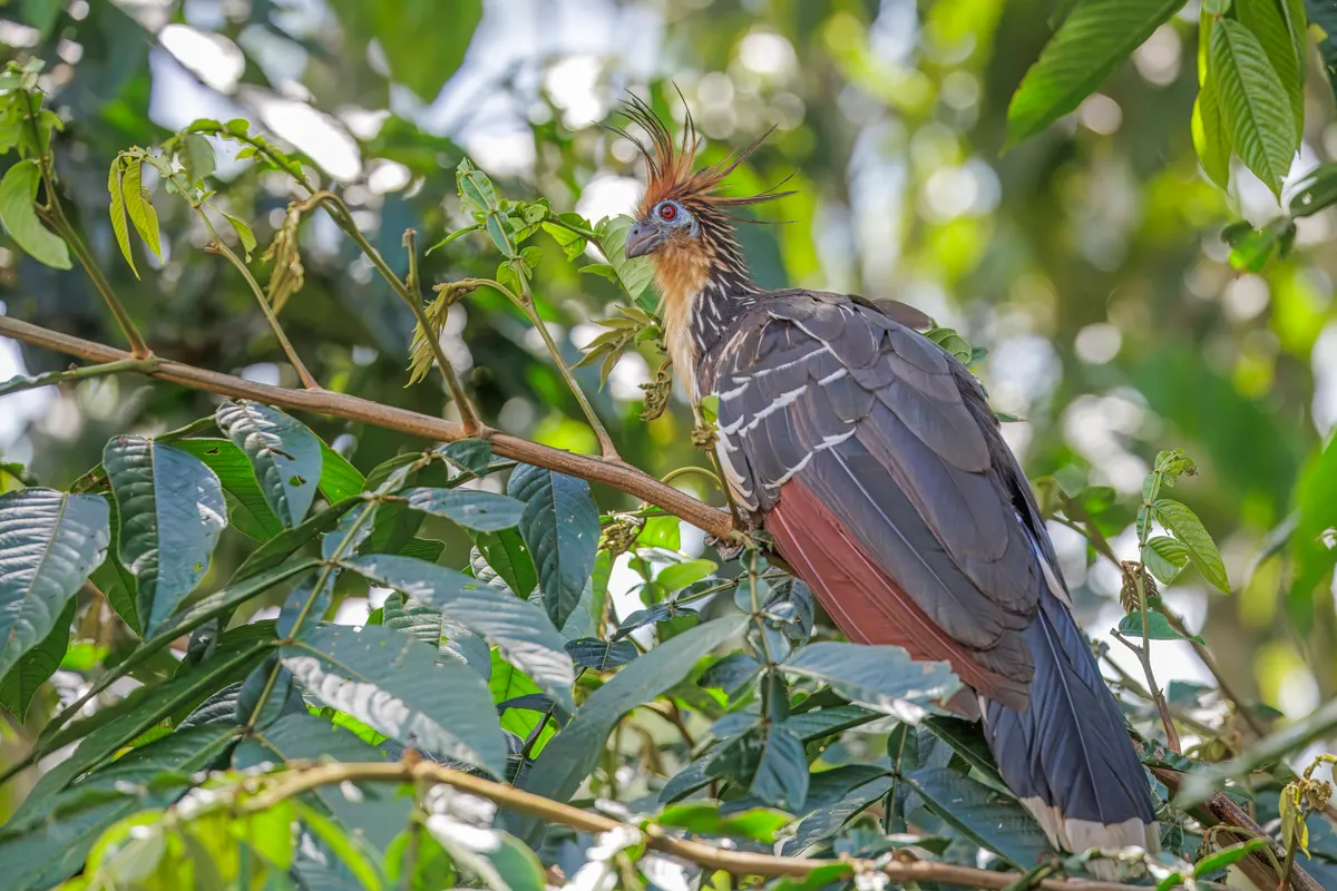 Spectacular high-res shot of Hoatzin perched in the Amazonian trees of Rio Napo