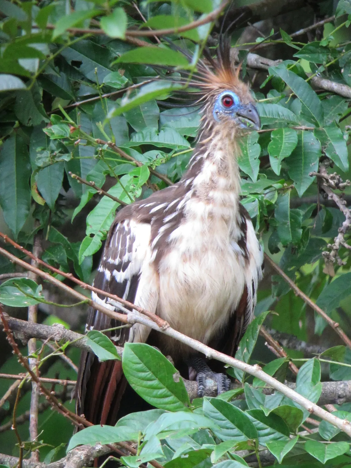 Hoatzin standing proudly amidst the tropical foliage of Colombia