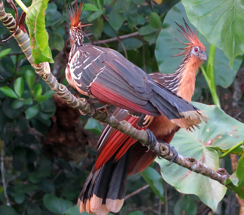 Hoatzin showing its robust body and long tail feathers against a tree branch