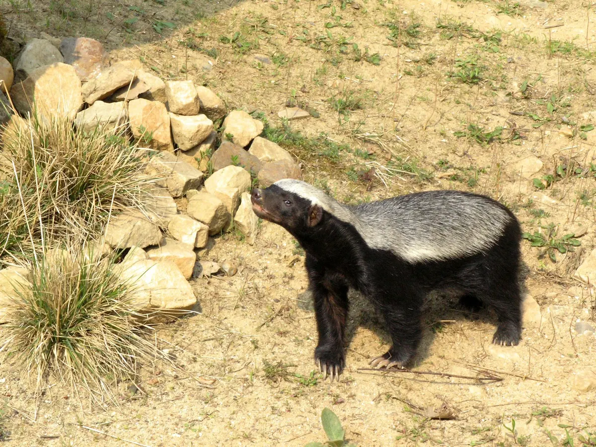 Honey badger in a zoo enclosure representing a younger-looking individual