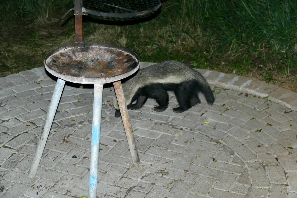 Honey badger investigating a campsite for leftover food