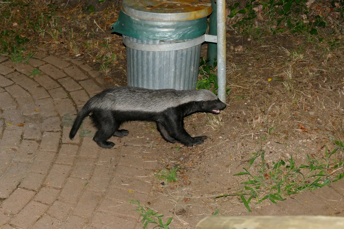 Adult honey badger representing solitary mustelid social structure