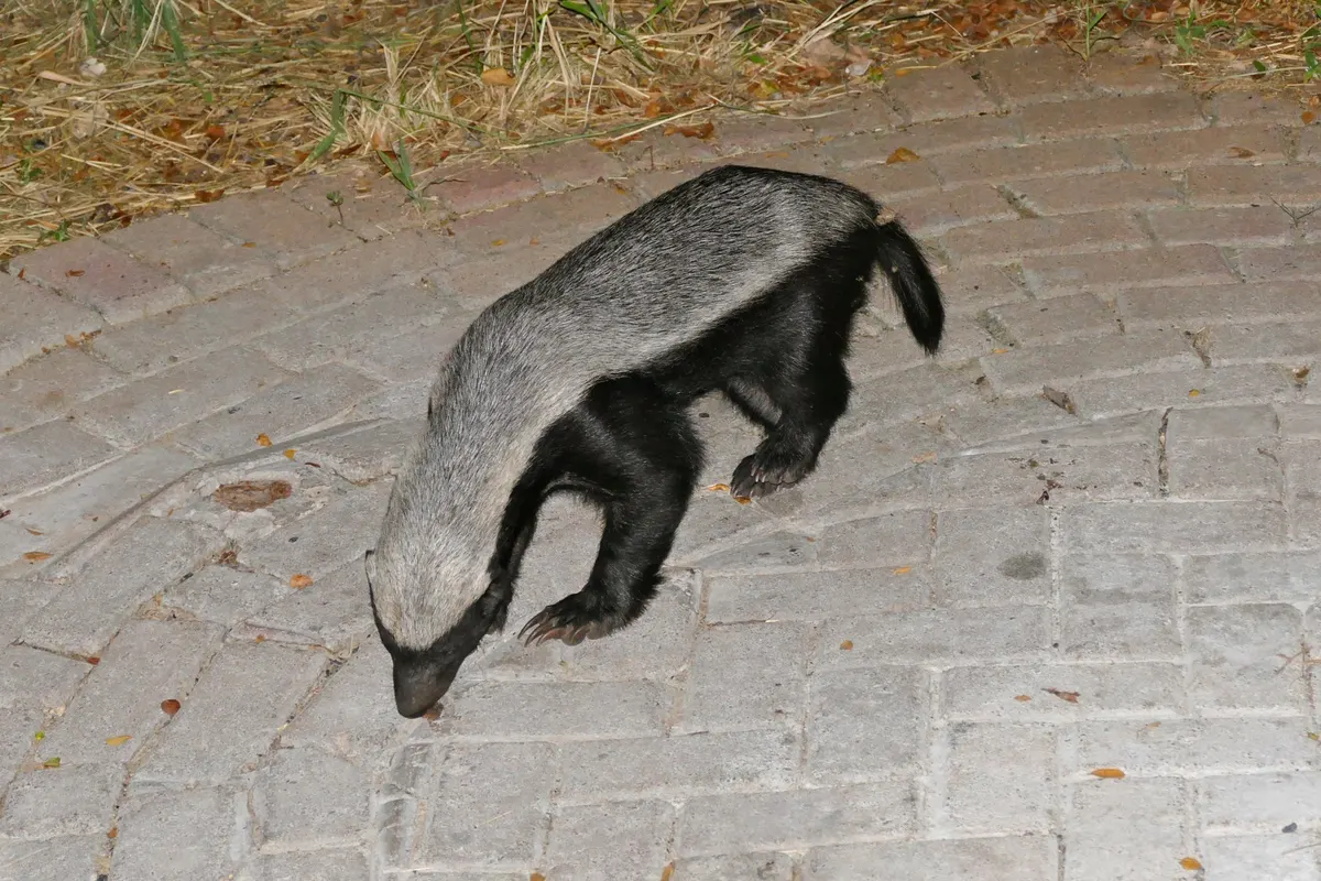 Honey badger crossing sandy savanna habitat at camp edge