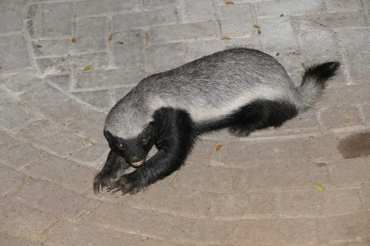 Honey badger walking through dry African bush with gray and black coat