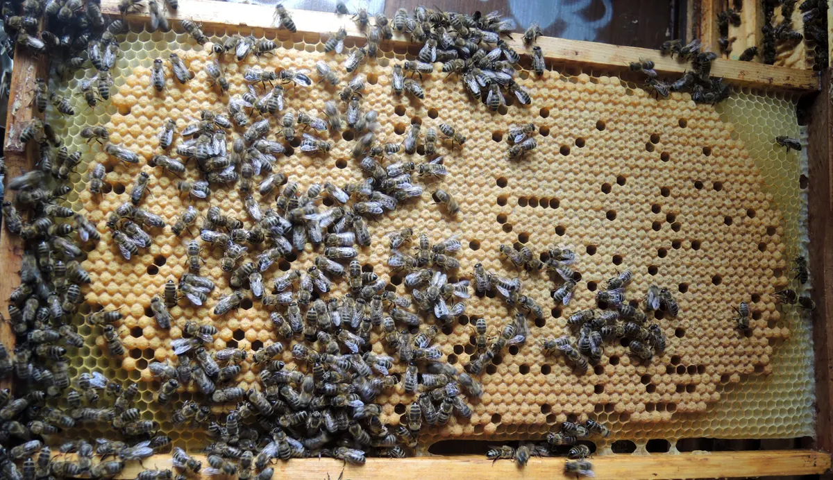 C-shaped white honey bee larvae resting inside hexagonal wax cells
