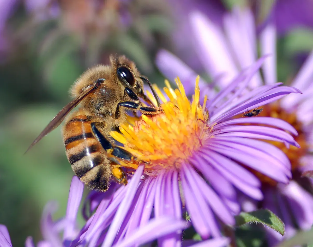 Extreme close-up of a honey bee's head, compound eyes, and mouthparts extracting nectar