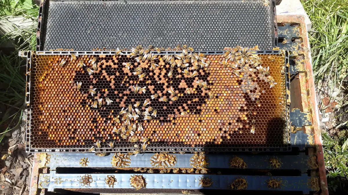 Honeycomb frame from a beehive showing hexagonal cells with honey bee brood and larvae