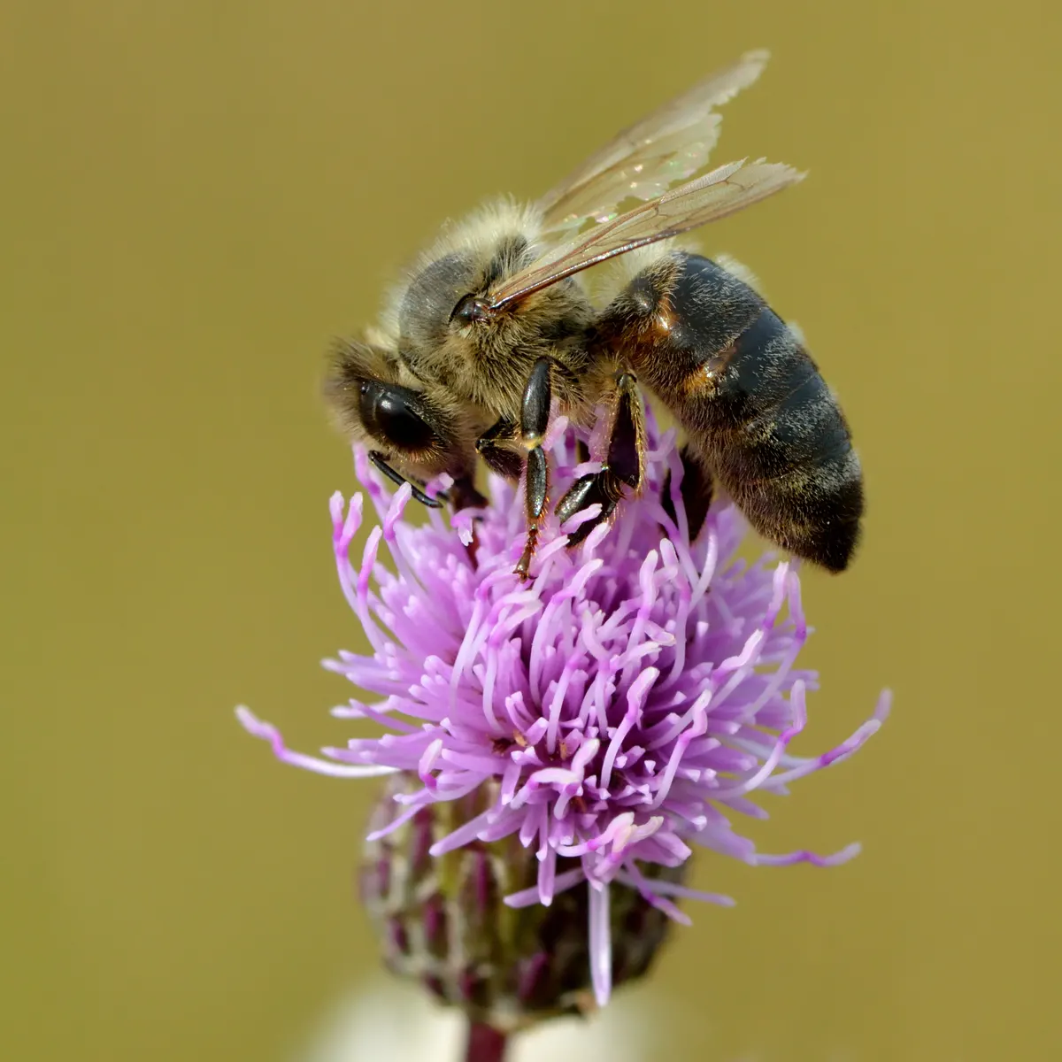 Honey bee collecting nectar on a purple thistle flower