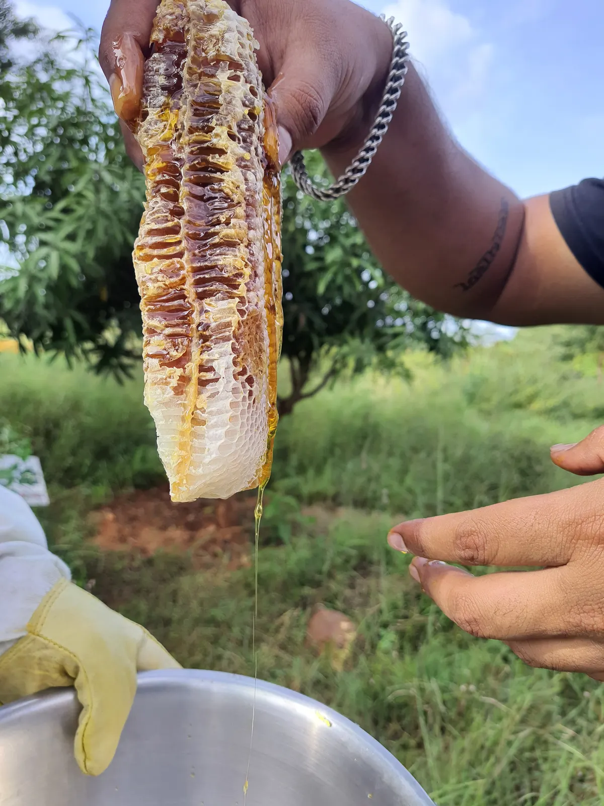 Close-up of a fresh yellow honeycomb dripping with sweet honey