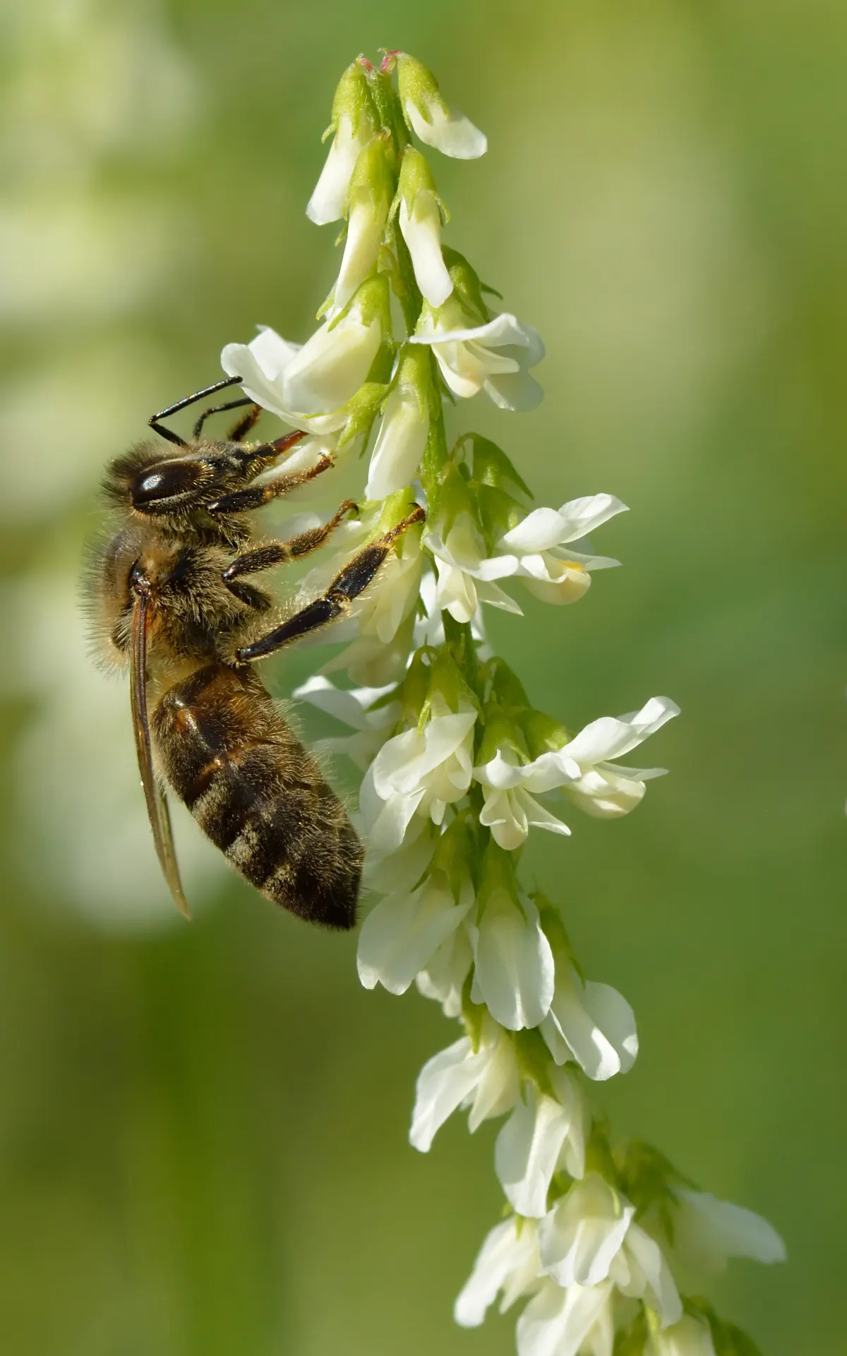 Honey bee resting on sweet clover flowers in a forest meadow