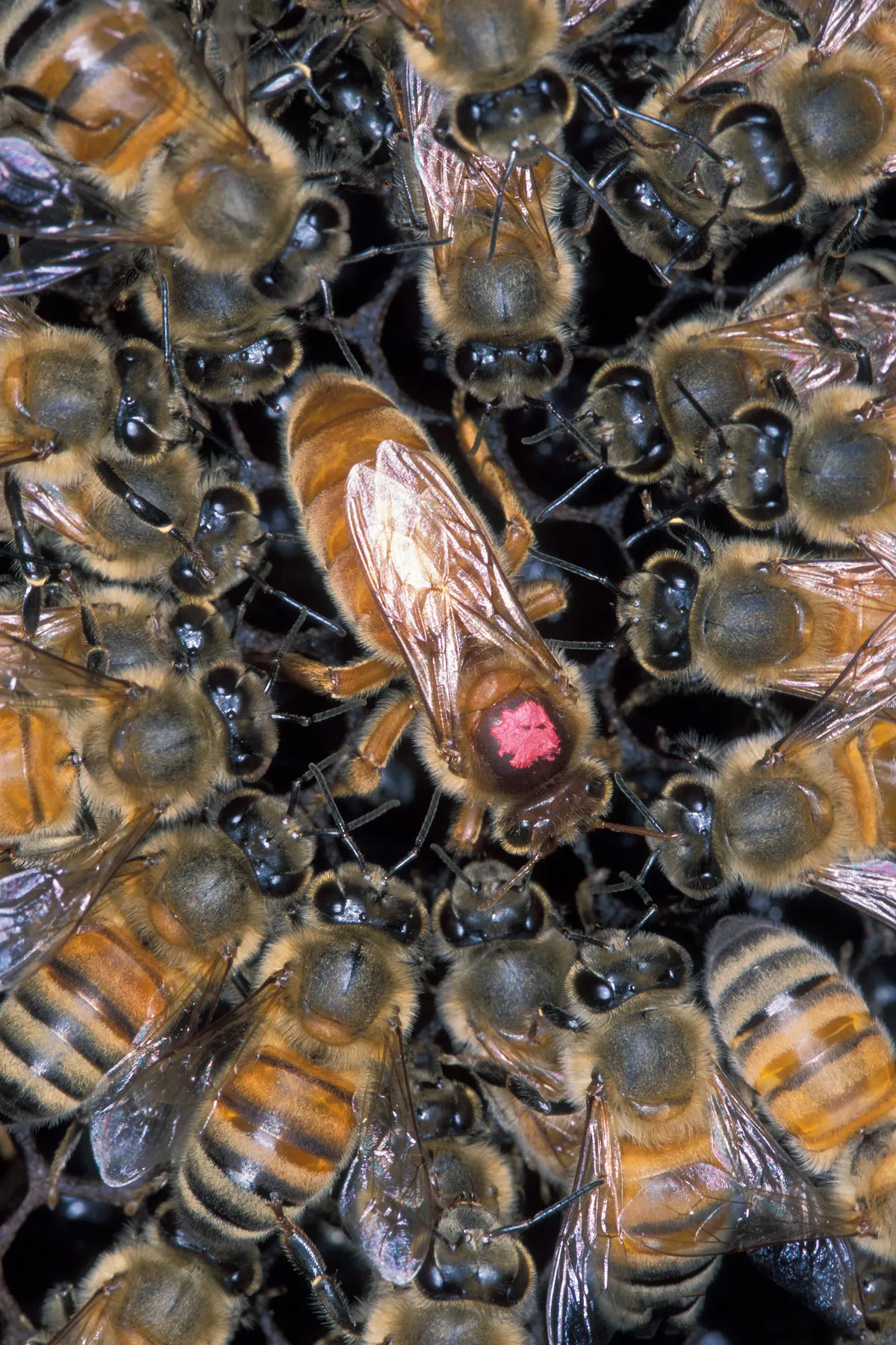 Honey bee flying off a leaf in the wild