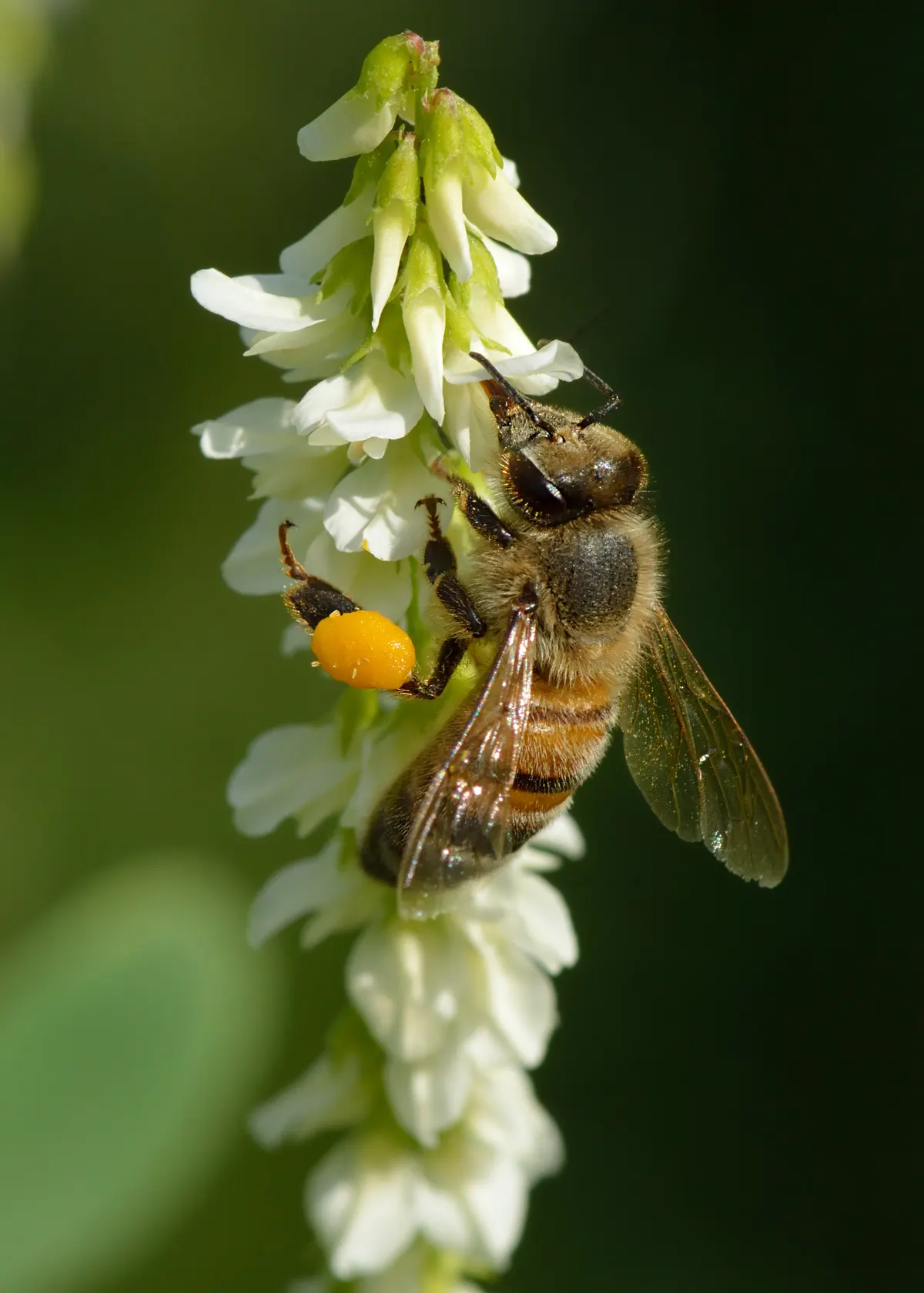 Honey bee collecting yellow pollen and nectar from white sweet clover flowers