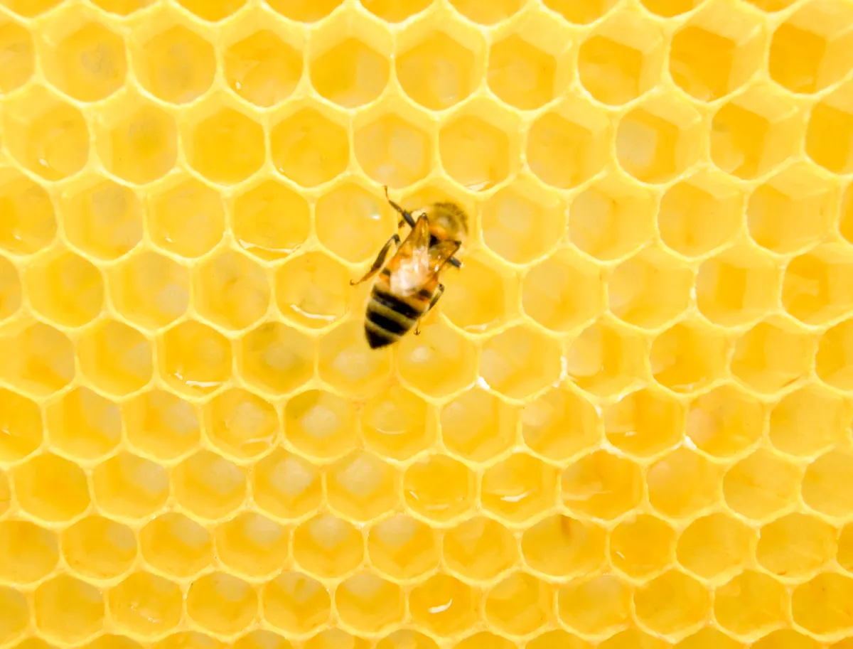 Dozens of honey bees crawling and working together on a yellow honeycomb