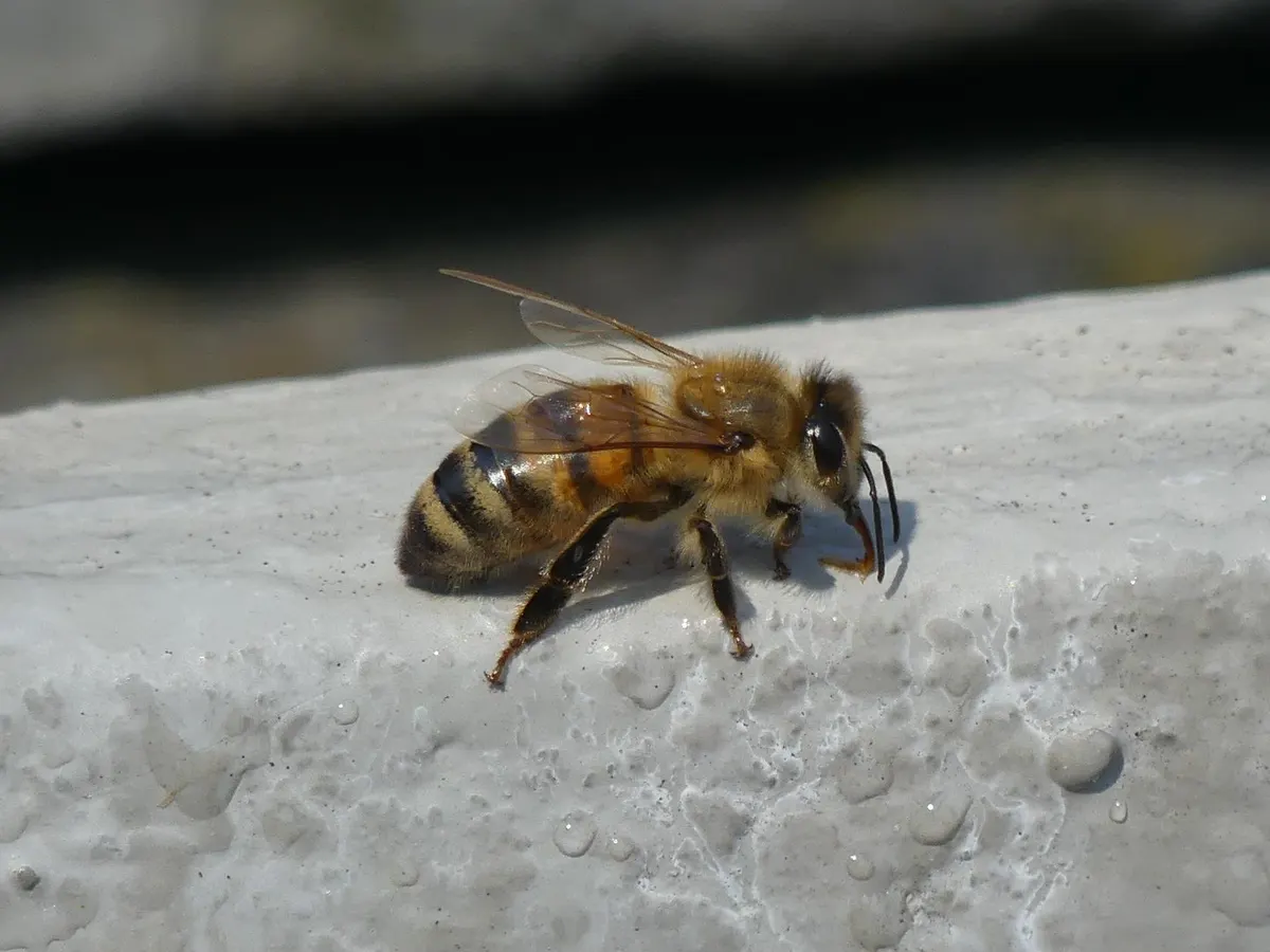 Honey bee sipping water droplets from the surface of a wet stone
