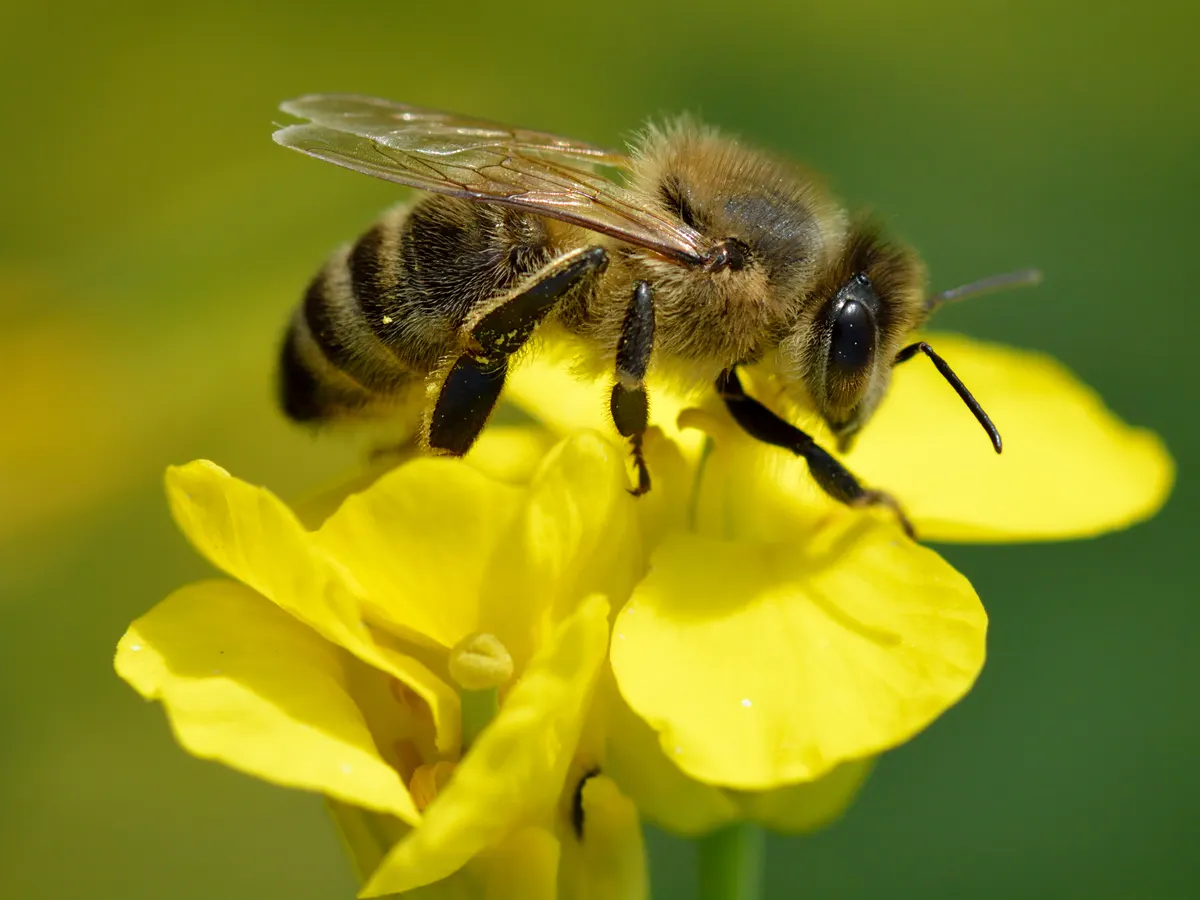Honey bee flying around yellow rapeseed flowers in a sunny field