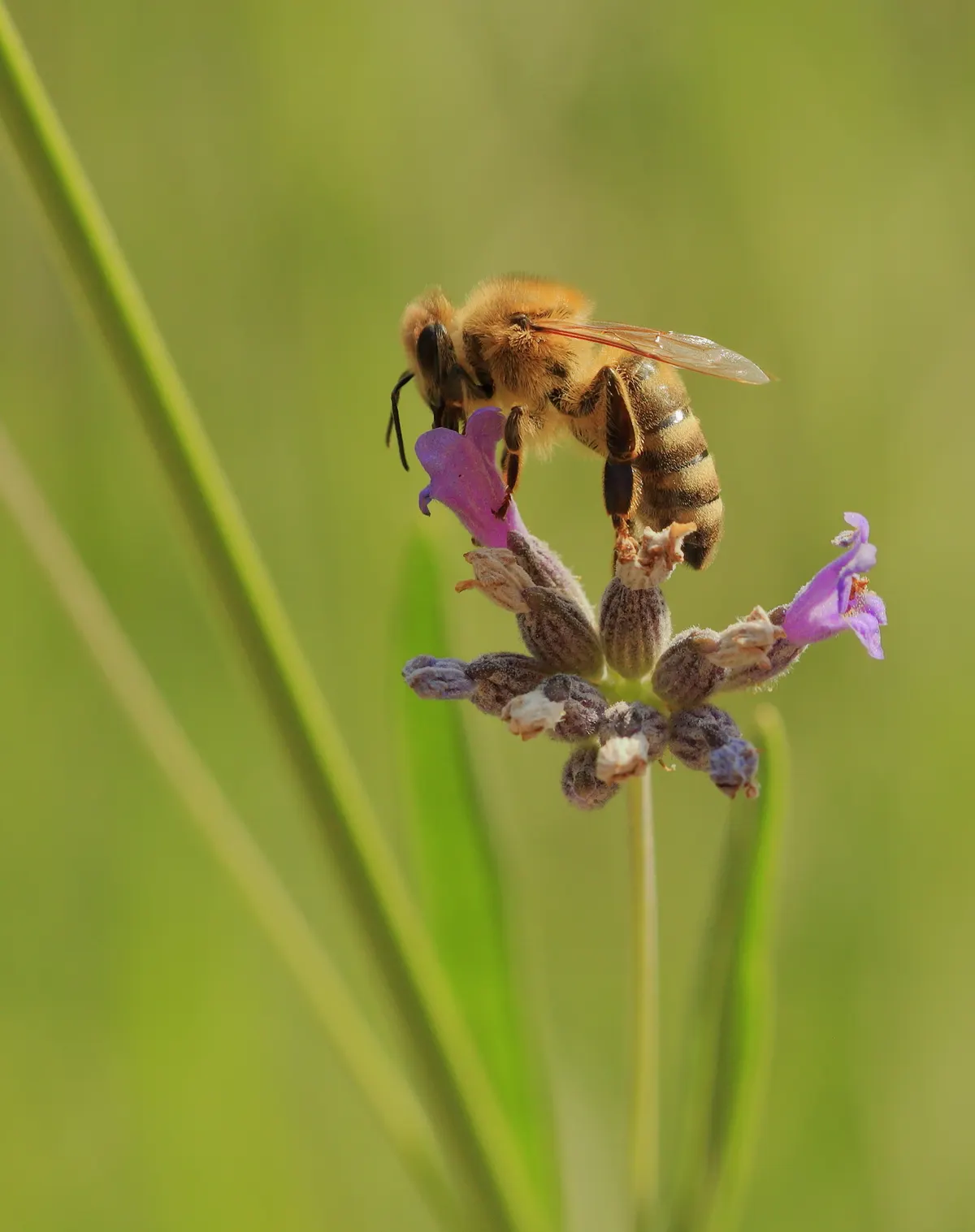 Honey bee resting on a purple lavender flower collecting pollen