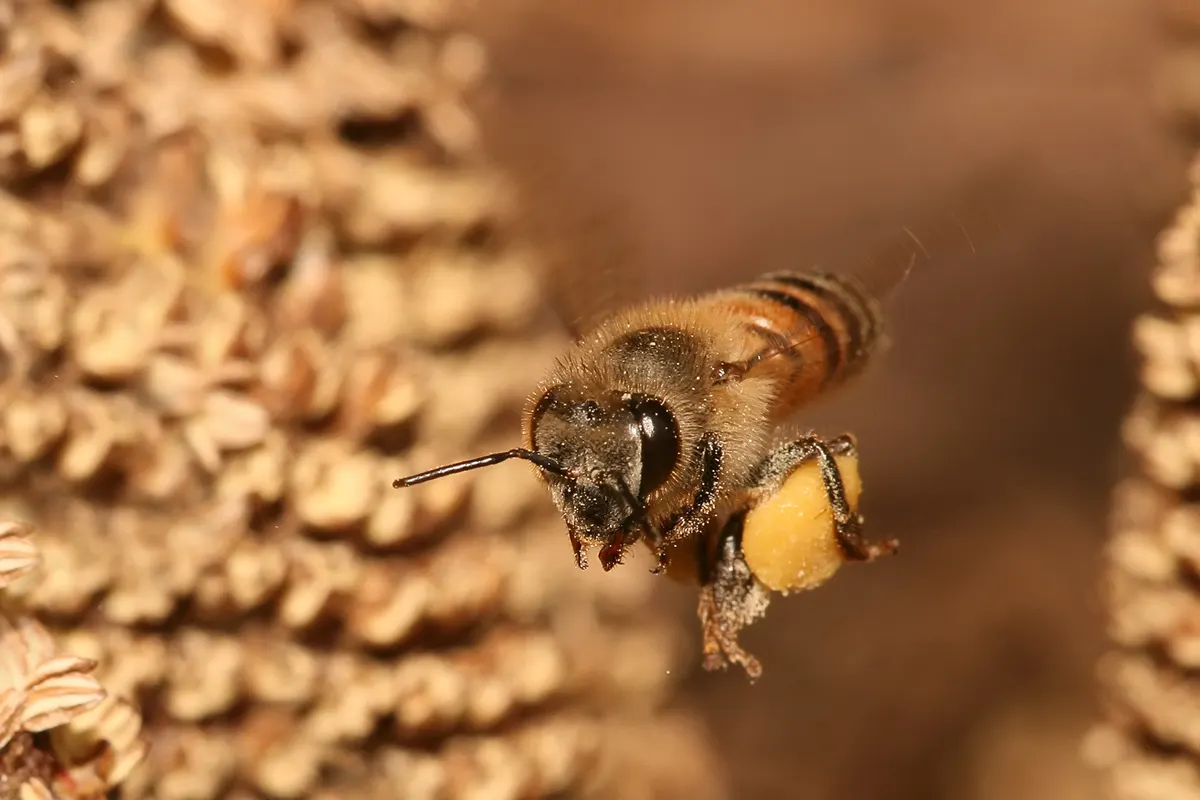 Honey bee flying in the air carrying bright orange pollen in its pollen basket