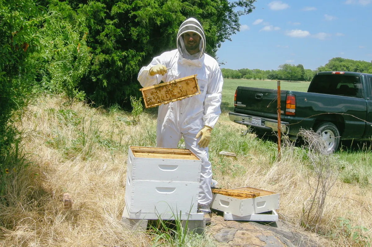 A beekeeper in a white protective suit holding a wooden hive frame covered in bees