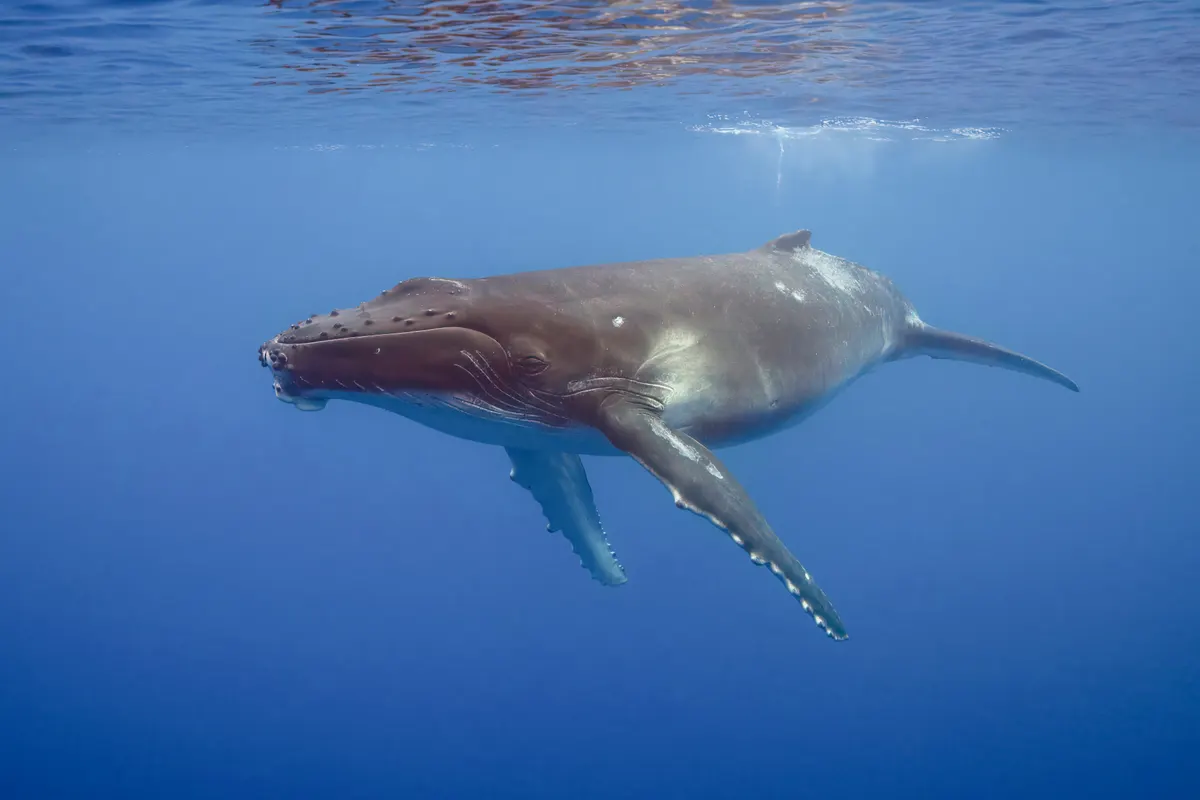 Young humpback whale calf swimming at the ocean surface near Moorea