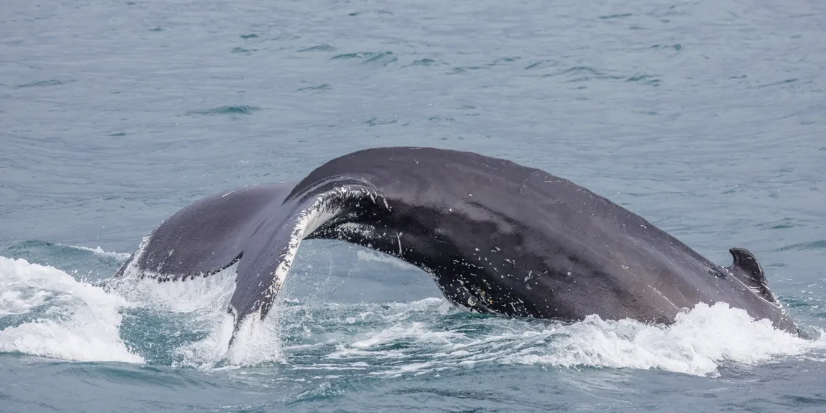 Humpback whale lunging upward with mouth open while feeding in a fjord