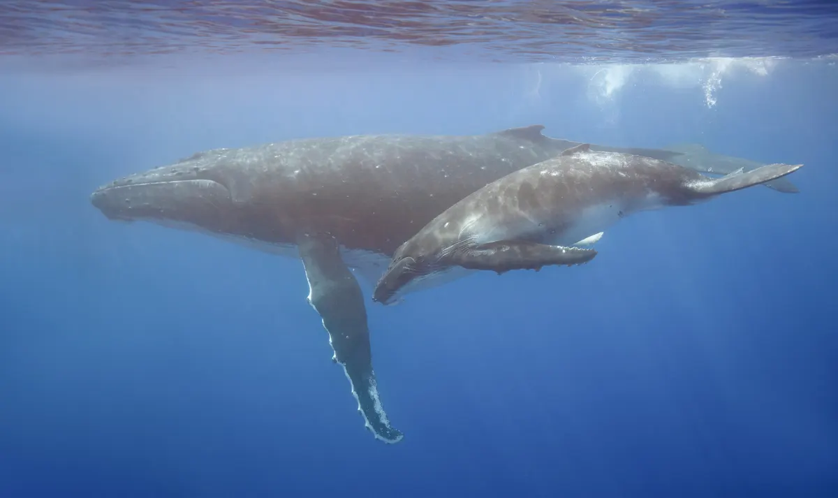 Adult humpback whale swimming alongside its calf in tropical Pacific waters