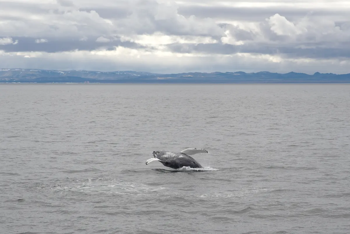 Humpback whale surfacing in cold subarctic waters of Faxaflói Bay, Iceland