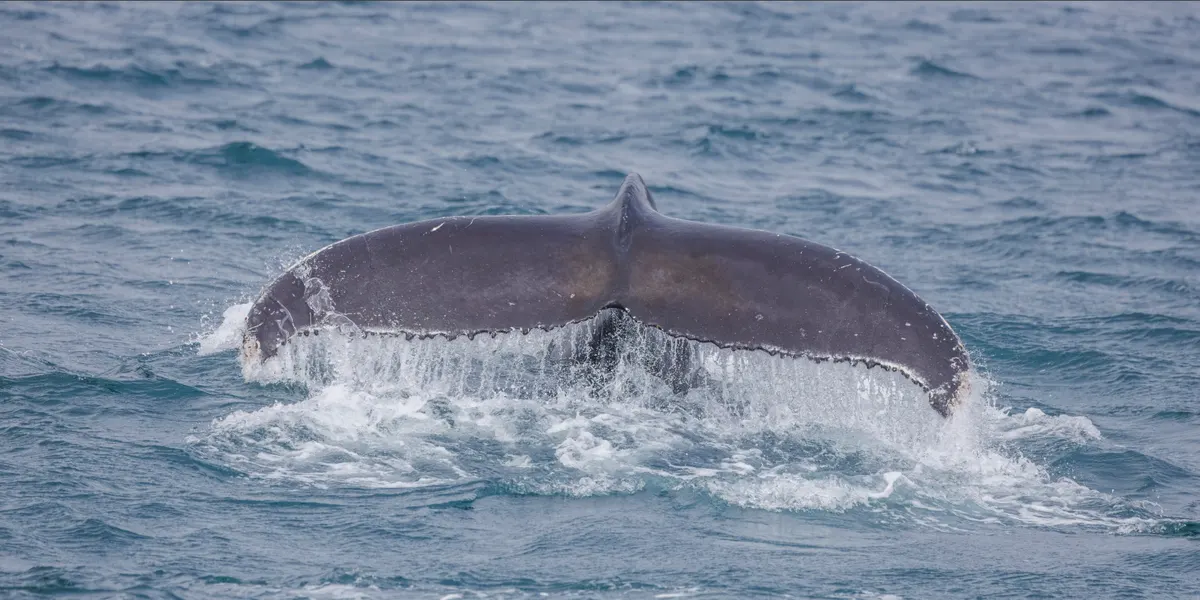 Humpback whale tail fluke raised before a deep dive in Icelandic waters