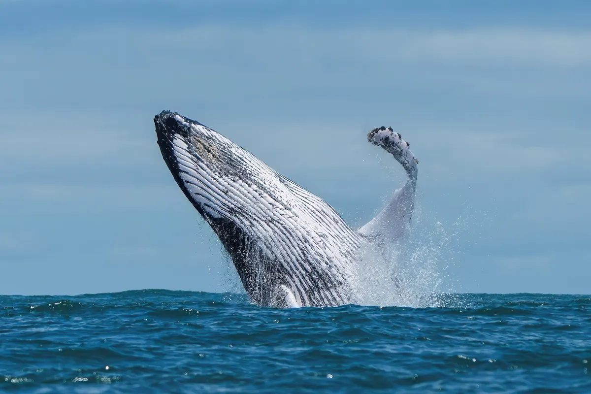 Humpback whale leaping clear of the ocean surface in a full breach