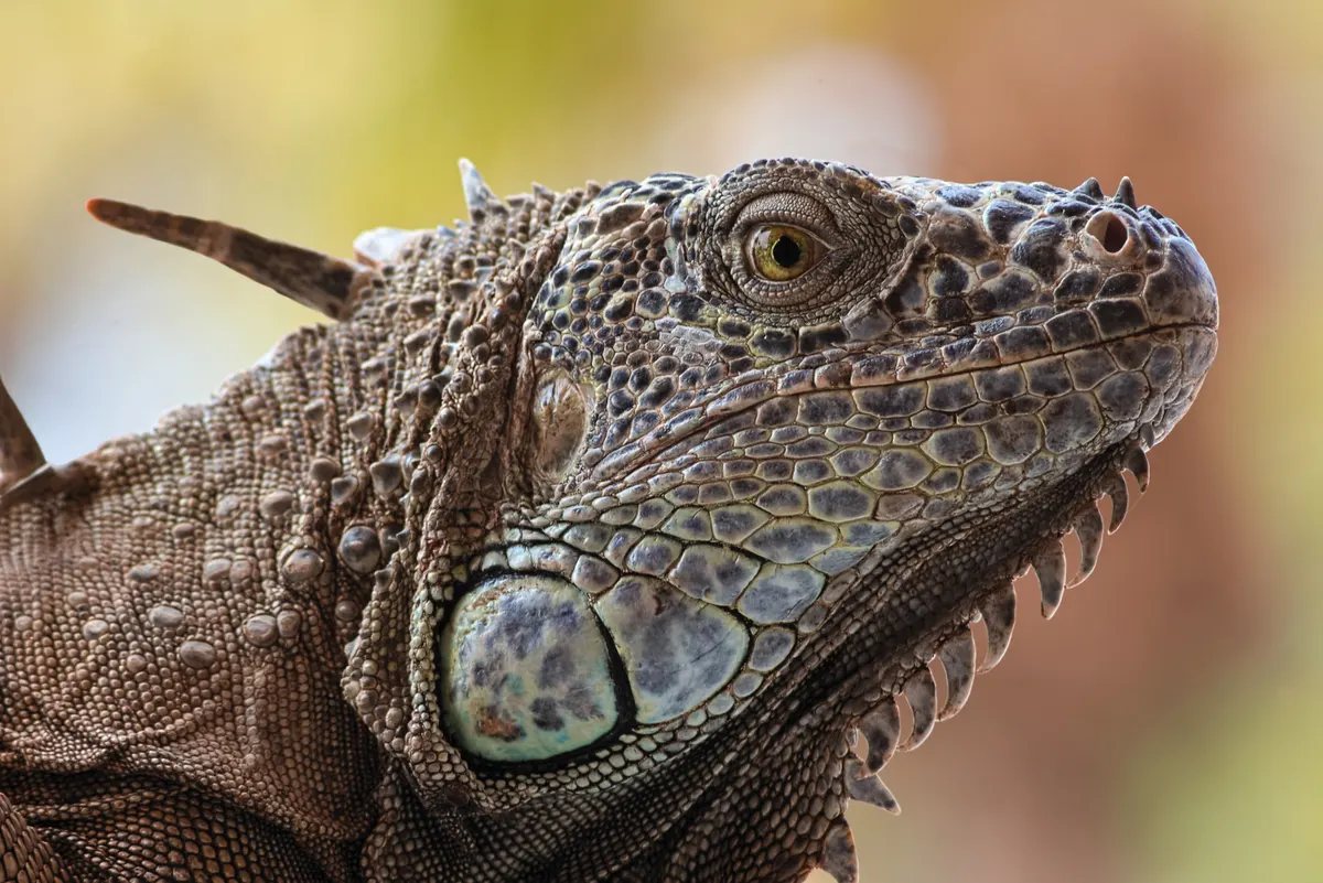 A young green iguana showing early development