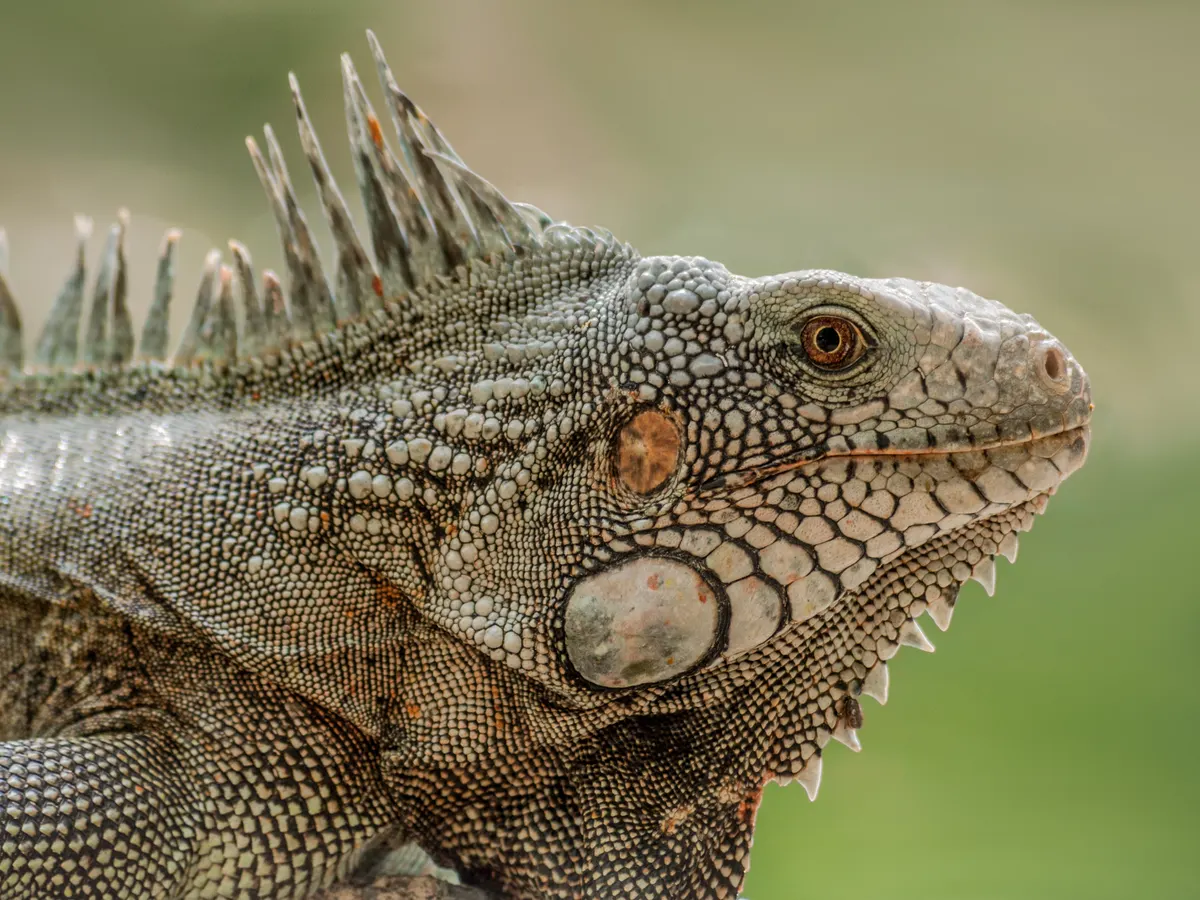 A detailed close-up showing the physical features of a Green Iguana